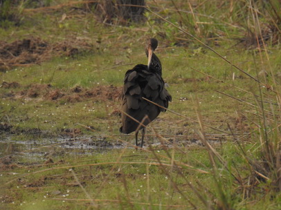 Ibis