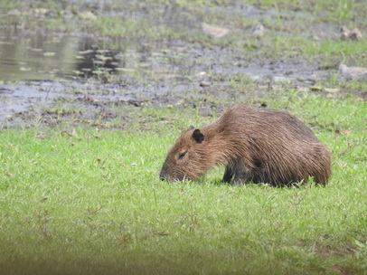 Wasserschwein Capybara