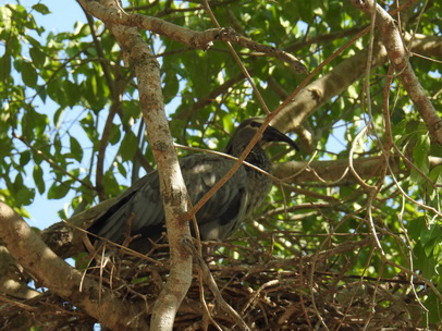 Ibis