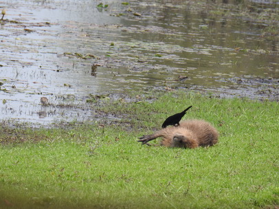 Wasserschwein Capybara