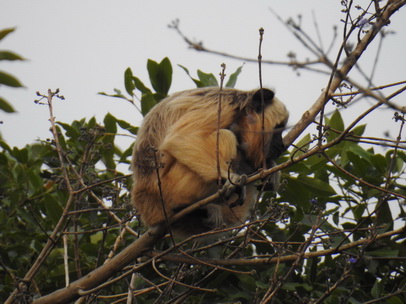 Monkey schwarzer Brüllaffe Klammerschwanzaffe