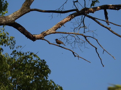 Flycatcher Flycatcher  