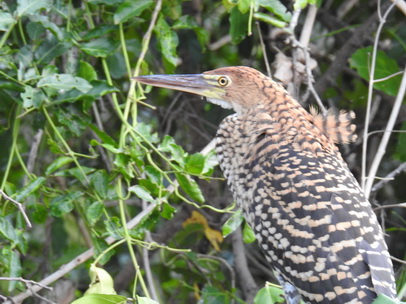 Heron Ibis 