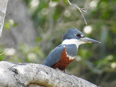 kingfisher Amazon Kingfisher