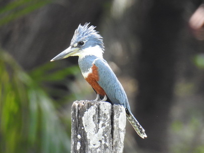 kingfisher Amazon Kingfisher