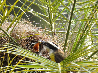 Flycatcher Flycatcher  Flycatchernest   