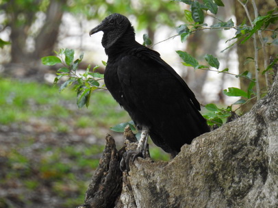   Geier  Black Vulture  Urubu Preto Geier  Black Vulture  Urubu Preto  Tre Full 