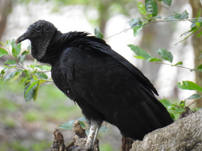   Geier  Black Vulture  Urubu Preto Geier  Black Vulture  Urubu Preto  Tre Full 