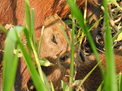 Wasserschwein Capybara