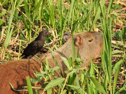 Wasserschwein Capybara