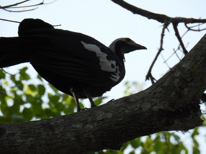 Common Piping Guan