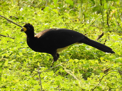 Bare-faced-CurassowBare-faced-Curassow