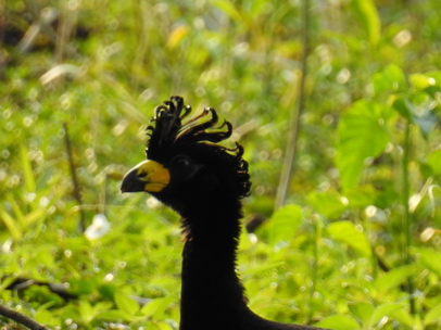 Bare-faced-CurassowBare-faced-Curassow