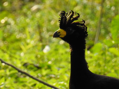 Bare-faced-CurassowBare-faced-Curassow