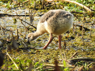 Southern-Screamer Chicks