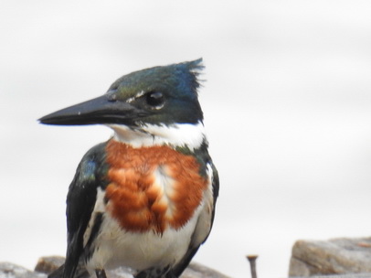 kingfisher Amazon Kingfisher