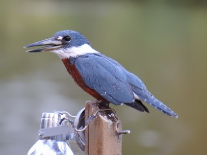 Kingfisher