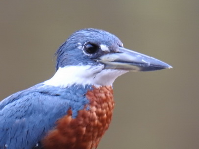   kingfisherkingfisher