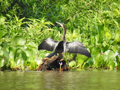 Cormoran 