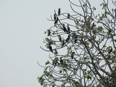 Cormoran  Tree