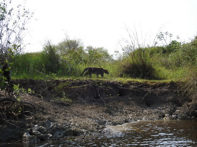 Red River Ozelot Ocelot jaguatirica