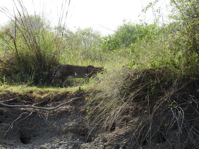 Red River Ozelot Ocelot jaguatirica