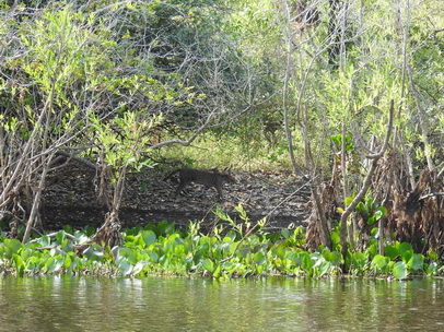 Red River Ozelot Ocelot jaguatirica