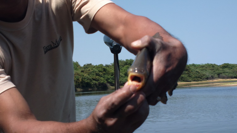 Barra Mansa Lodge  Piranha Fishing