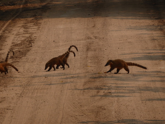 Coati  Racoon Nasenbär