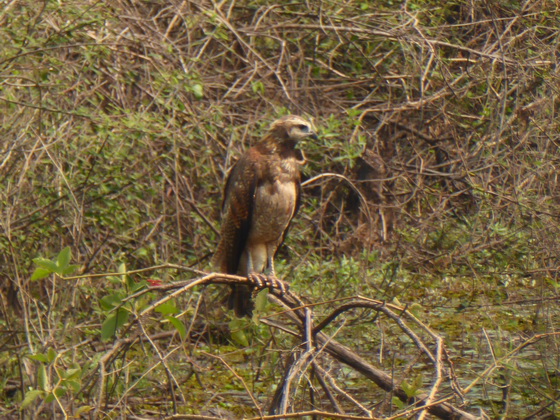 Hawk Savannah Hawk