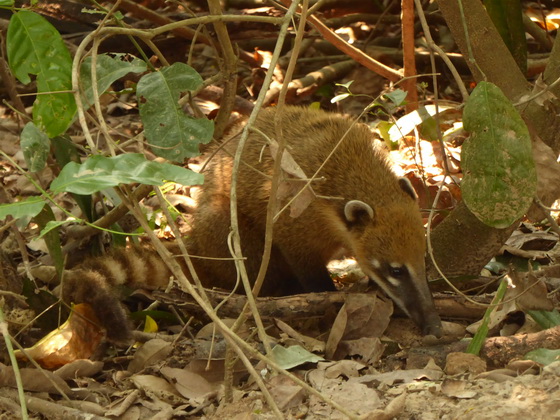 Coati  Racoon Nasenbär