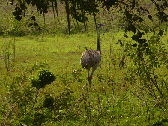 POUSADA Xaraes Nandu