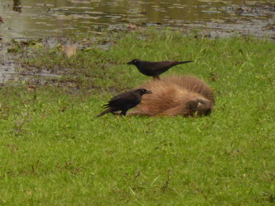 Wasserschwein Capybara