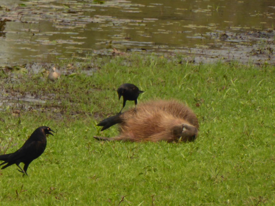 Wasserschwein Capybara