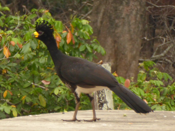 Bare-faced-Curassow Nacktgesichthokko