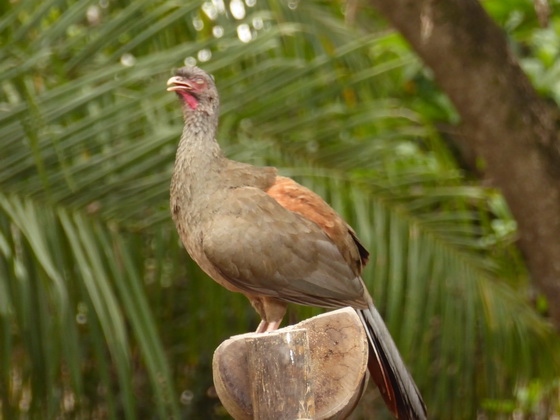 Chakalaka Hkko Hokkohuhn HokkoHühner