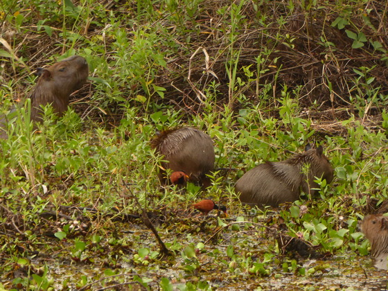 Wasserschwein Capybara