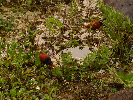 Jacana