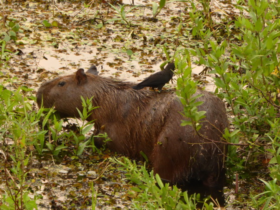 Wasserschwein Capybara