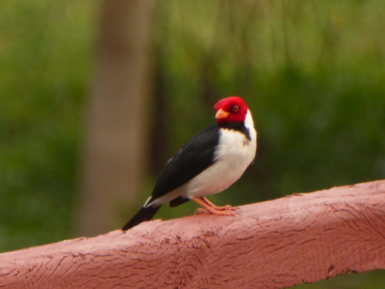 Kardinal  Yellow Bill Cardinal Gelbschnabel Kardinal  Red Crested Cardinal 