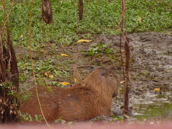 Wasserschwein Capybara