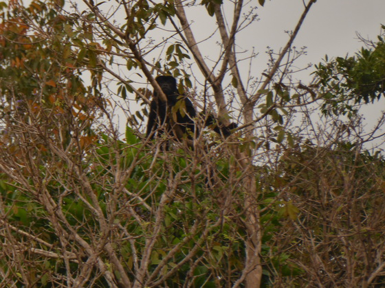   Monkey schwarzer Brüllaffe KlammerschwanzaffeMonkey Monkey schwarzer Brüllaffe Klammerschwanzaffe  Monkey Monkey schwarzer Brüllaffe KlammerschwanzaffeMonkey Monkey schwarzer Brüllaffe Klammerschwanzaffe