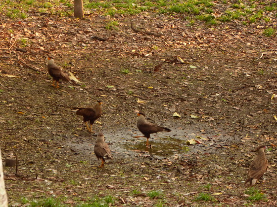 Cara Cara CaraCara Schopfkarakara karakara