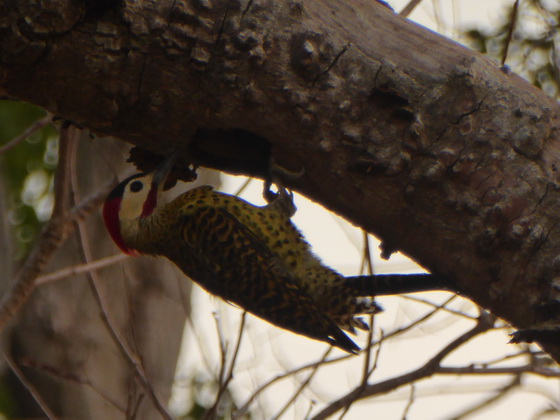 Pica Pau Woodpecker Specht 