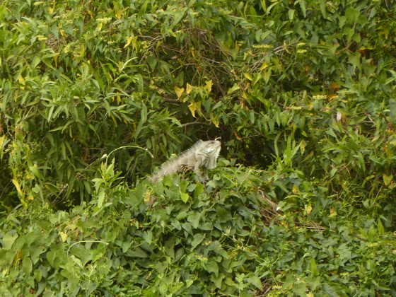 Lizard on Tree Rio Miranda