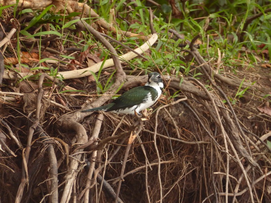   kingfisher Amazon Kingfisherkingfisher Amazon Kingfisher