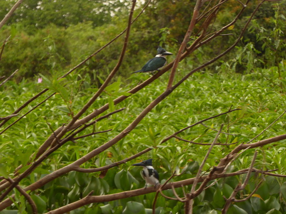   kingfisher Amazon Kingfisherkingfisher Amazon Kingfisher