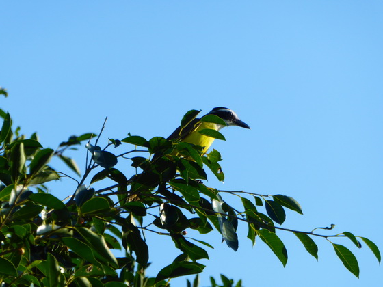 Boat Billed Flycatcher 