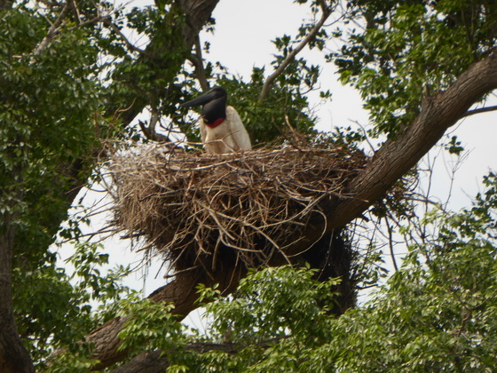 Jabiru Tuiuiui Storch wie Marabu in Africa 