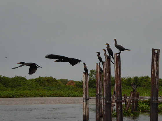 cormoran